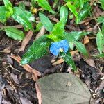 Commelina ensifolia 花