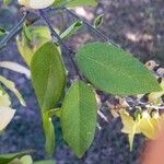 Securidaca diversifolia Листок