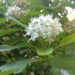 Sorbus mougeotii Flower