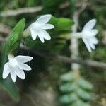 Angraecum distichum Λουλούδι