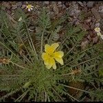 Oenothera primiveris Celota