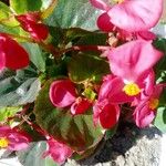 Begonia cucullata Květ