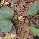 Alchornea cordifolia Φύλλο