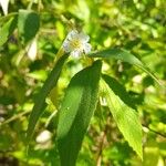 Muntingia calabura Blad