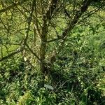 Shepherdia argentea 樹皮