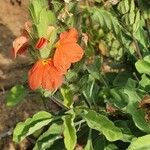 Crossandra mucronata Flor