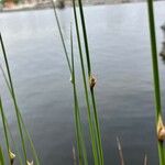 Juncus filiformis 叶