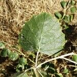 Populus euphratica Yaprak