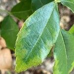 Rosa dumalis Leaf