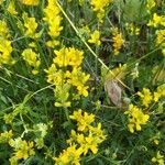 Genista sagittalis Hábito