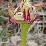Orchis anthropophora Цвят