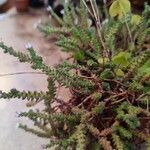 Sedum moranense Leaf