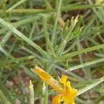 Genista acanthoclada ഇല