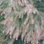 Cryptomeria japonica Blatt