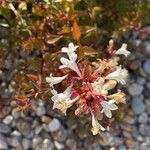 Abelia grandifolia Habitus