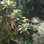 Sonchus fruticosus Hoja