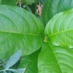 Petiveria alliacea Leaf