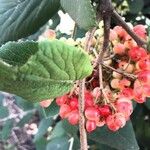 Viburnum lantana Froito