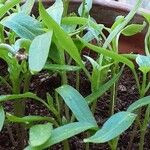 Capsicum frutescens Liść