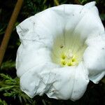 Calystegia silvatica 花