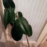 Ficus elastica List