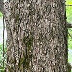 Carya illinoinensis Ekosanga