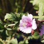 Althaea cannabinaFloare