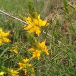 Genista hirsutaFlower