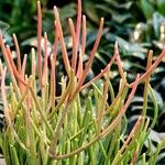 Euphorbia aphylla Hoja