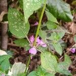 Dicliptera brachiata Leaf