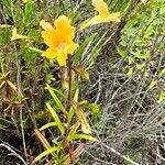 Diplacus aurantiacus Flower