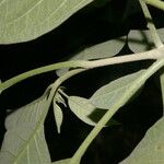 Solanum hazenii Fruit