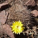 Echinopsis ferox Hábito
