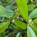 Ilex cassine Flower