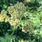 Achillea ligustica Hedelmä