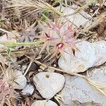Trifolium stellatum Frutto