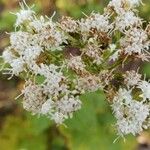 Ageratina altissimaКветка