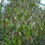 Croton insularis Habit