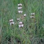Monarda pectinata Alkat (teljes növény)