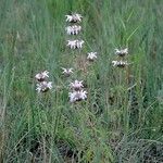 Monarda pectinata आदत