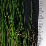 Eleocharis flavescens Άλλα