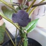 Dorstenia elata Кветка