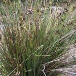 Juncus acutus Φύλλο