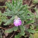 Ajuga ivaFlower