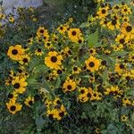 Rudbeckia trilobaЦвят