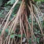Xylopia rubescens Bark
