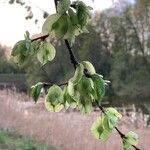 Ulmus glabra Frucht