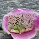 Digitalis thapsi Kwiat