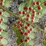 Dryopteris erythrosora Fruit