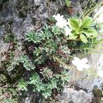 Saxifraga paniculata Blad